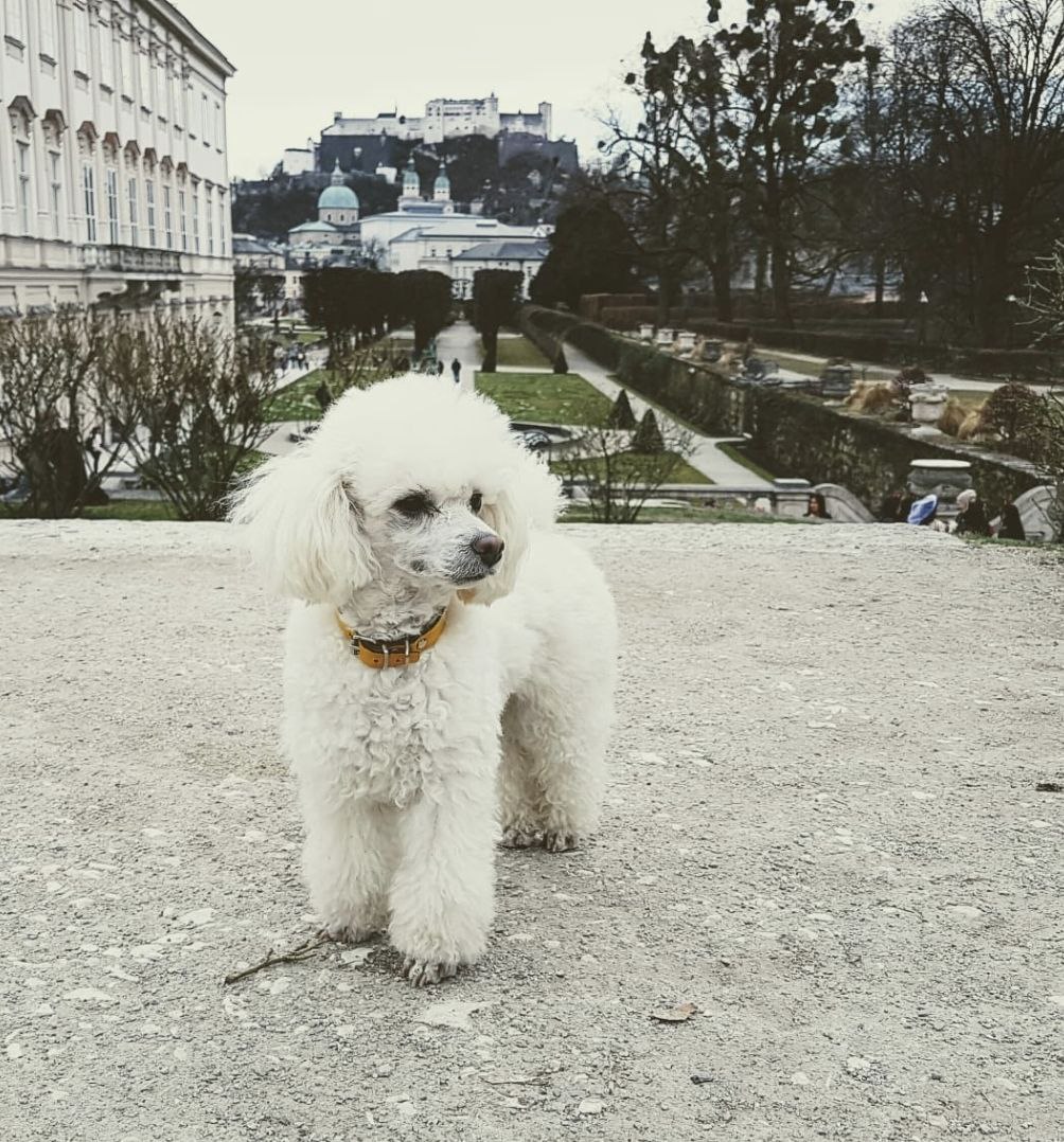 Therapiehündin Lila